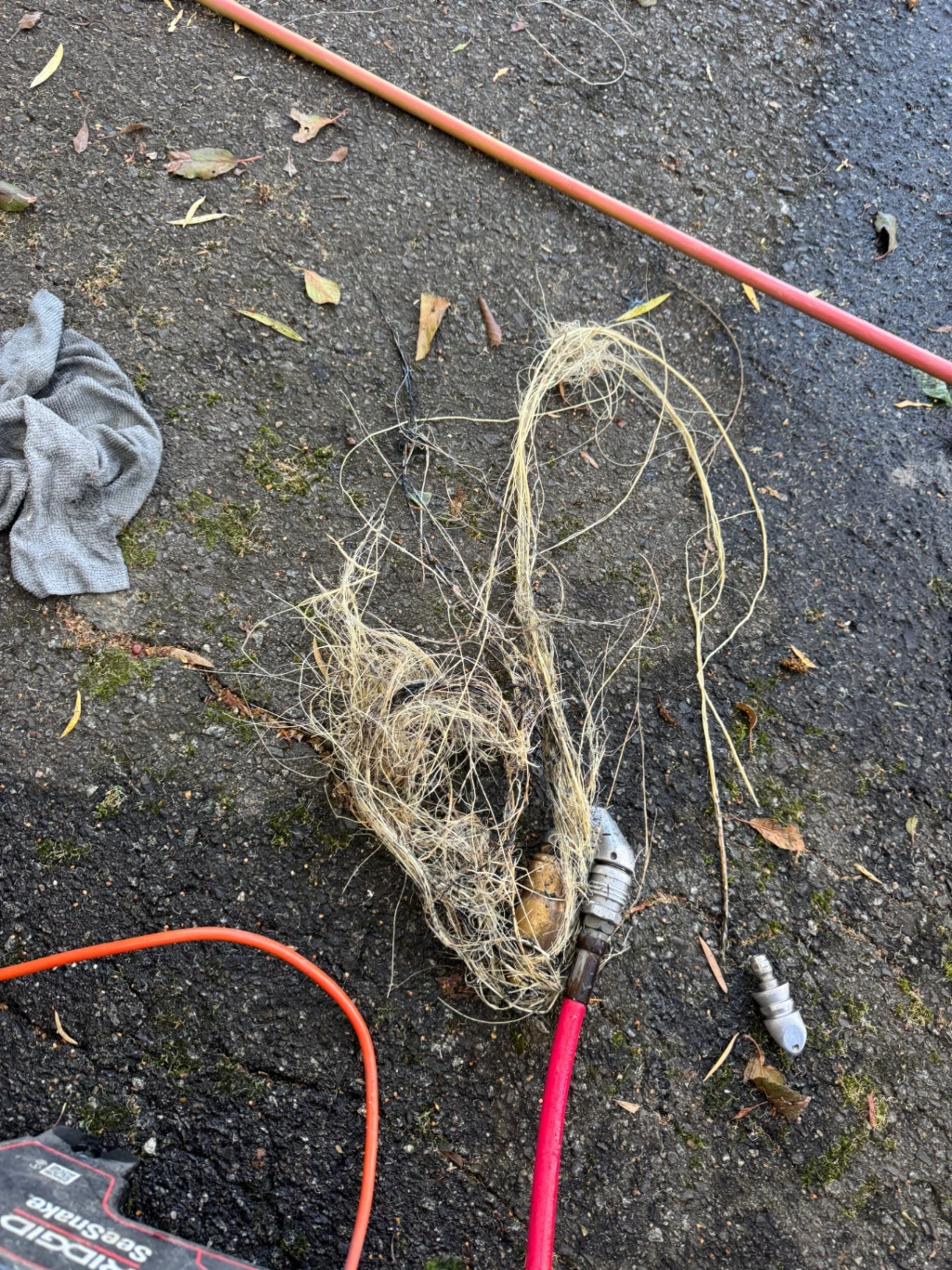 Tree Roots in sewer