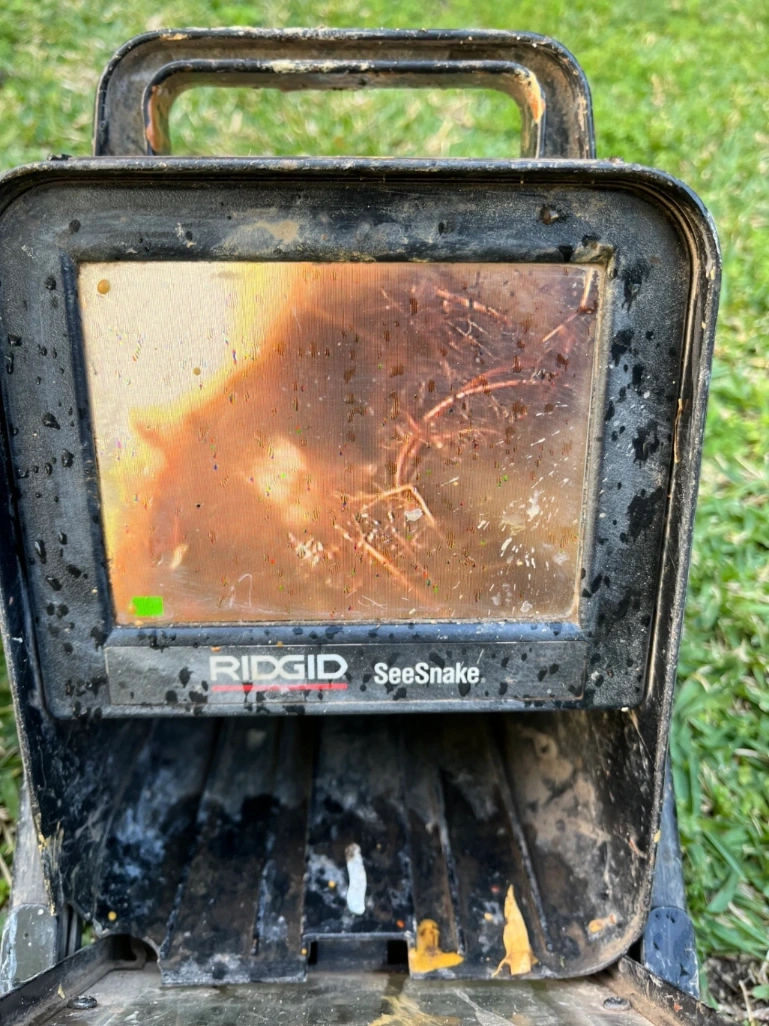 Tree Root invasion