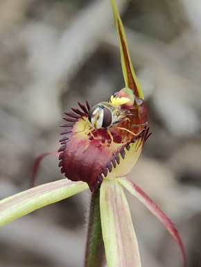 Caladenia-reticulata-image