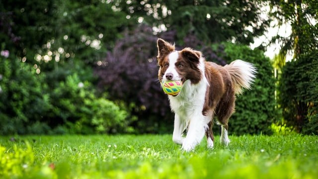 Brown boarder collie with ball