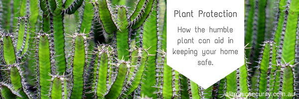 Plant Protection: How the humble plant can aid in keeping your home safe