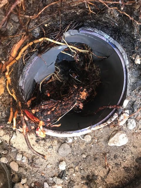 Drain blocked with tree roots