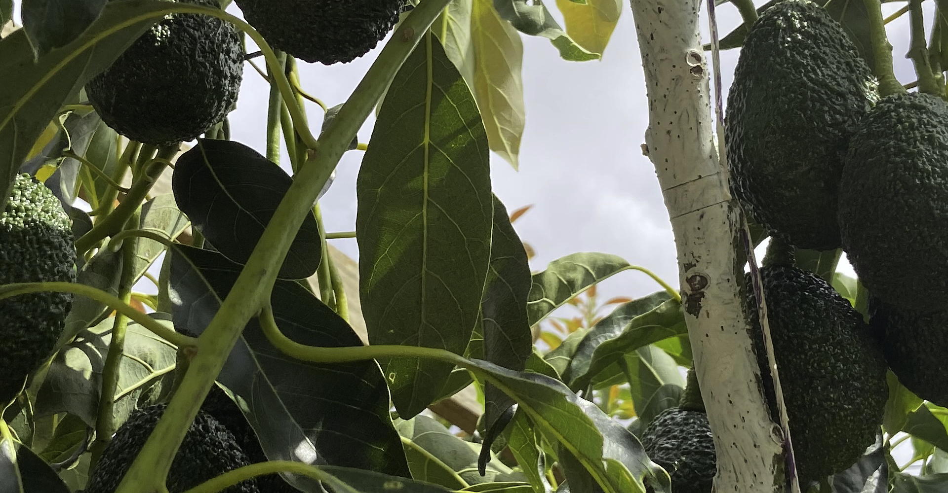 avocados