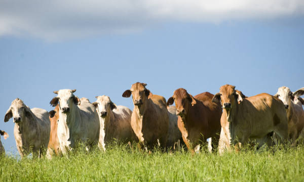 cattle