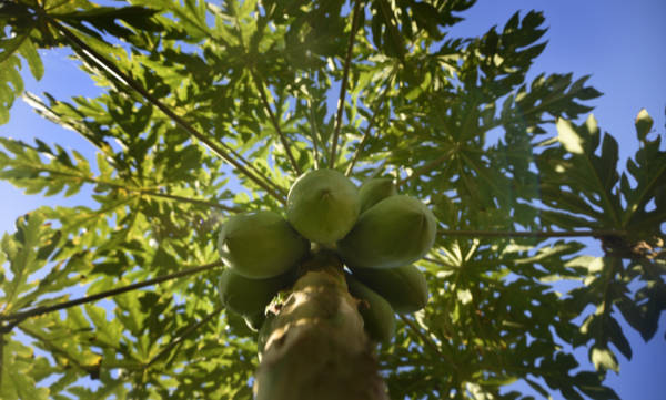 red papaya
