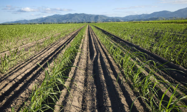 sugar cane