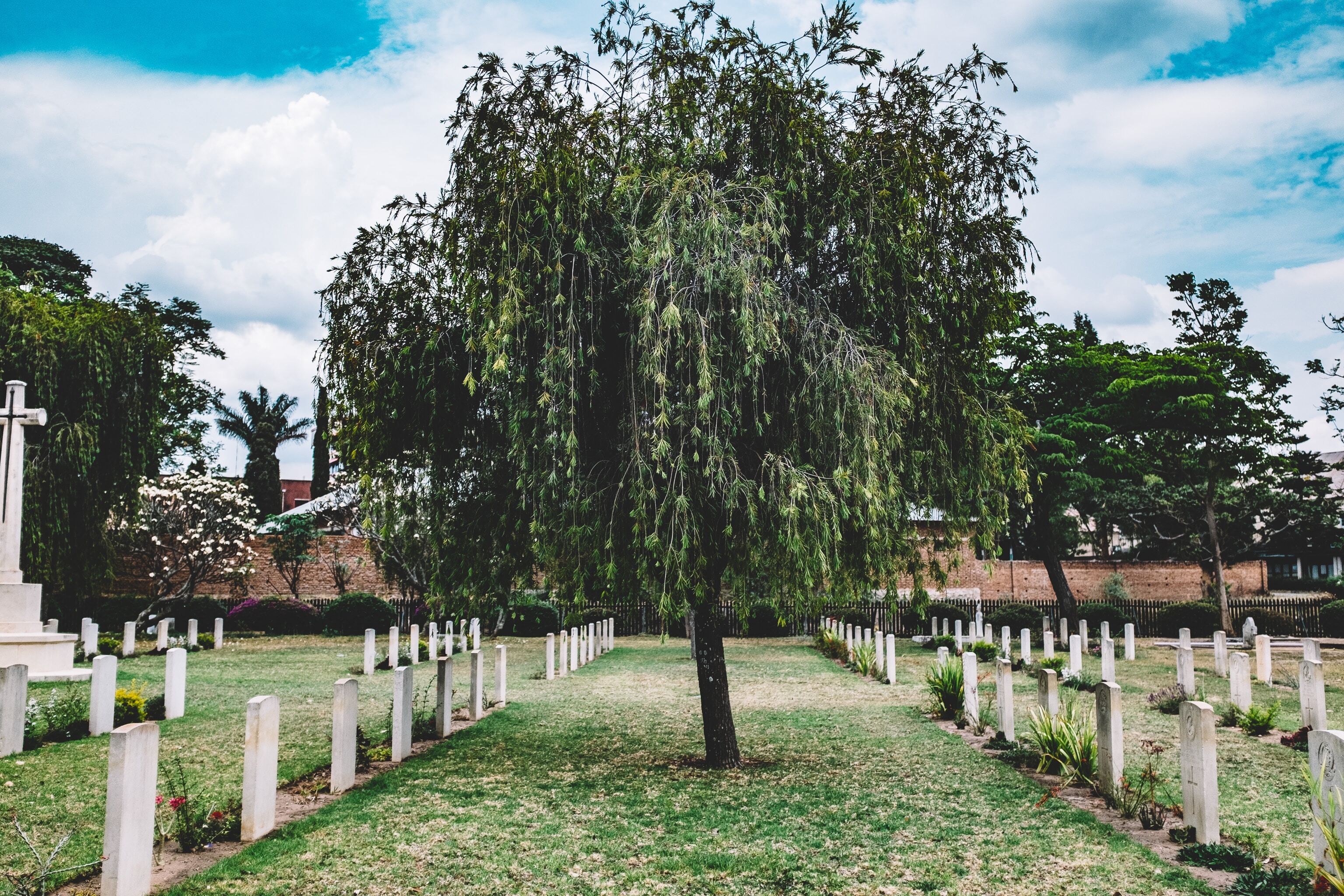 graves and willow tree