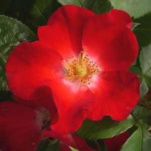 Pet memoral rose