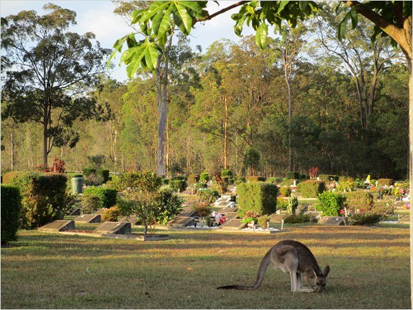 Caboolture Tallowwood Cemetery