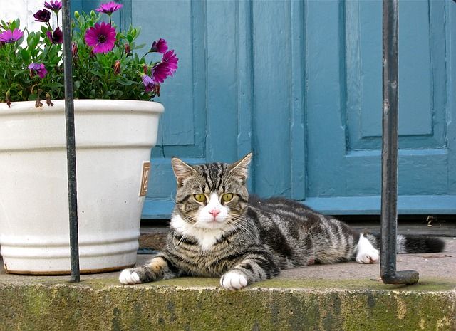 Cat by pot plant
