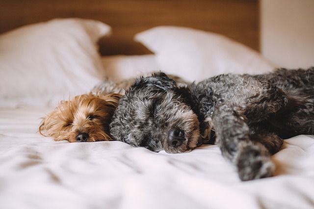 Small dogs on bed