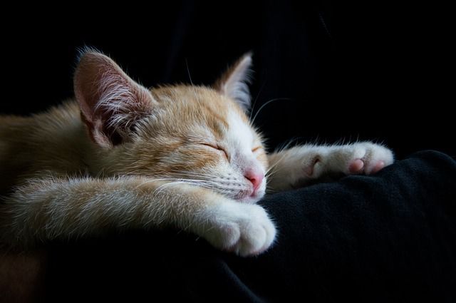 Ginger Cat sleeping