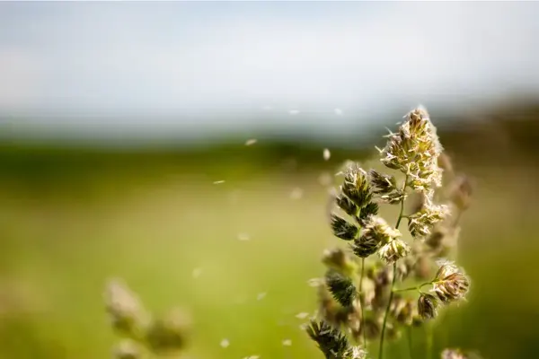 Pollen is a major cause of springtime allergies