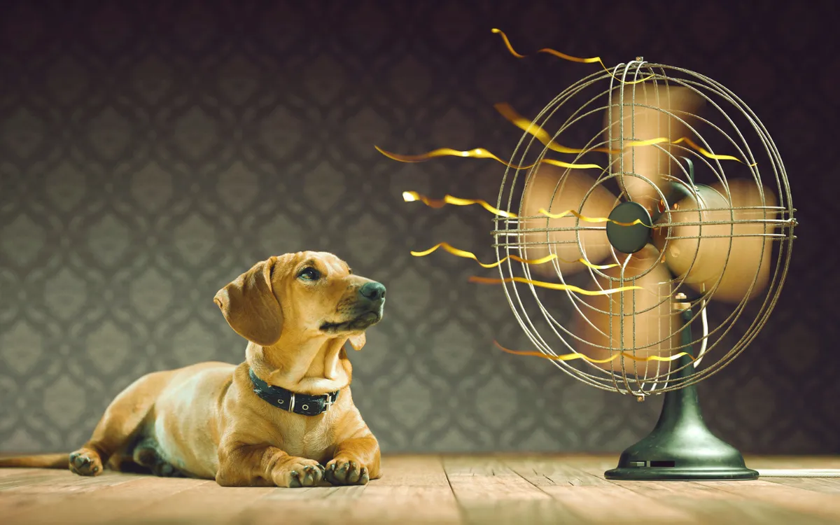 dog in front of a fan