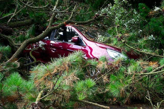 fallen trees on car