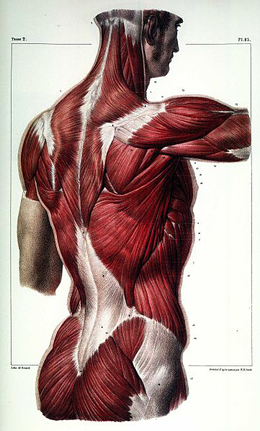 Thoracolumbar Fascia and Your Lower Back Pain