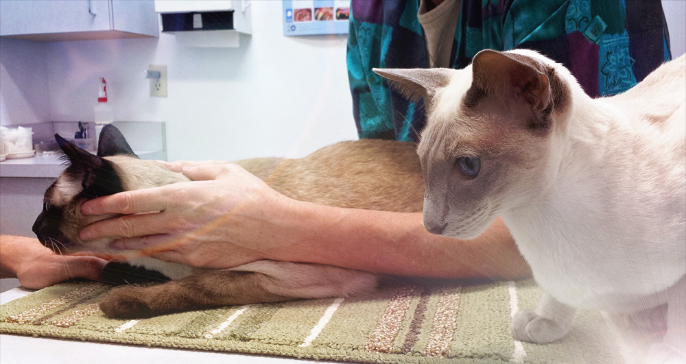 BCST for Cats and Dogs-Calgary-May 2022