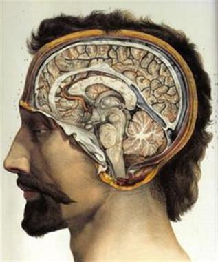 Brain in Depth - Coldstream - October 2026