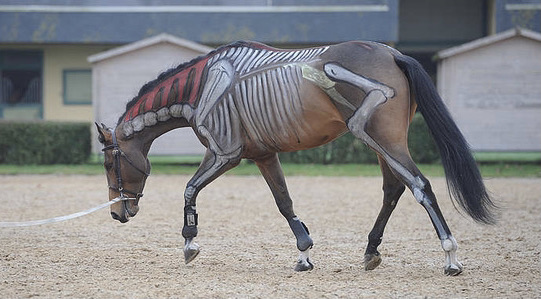 Working with Horses Vernon In-Person September 2026