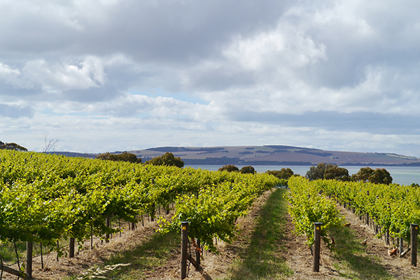 Kangaroo Island Wineries