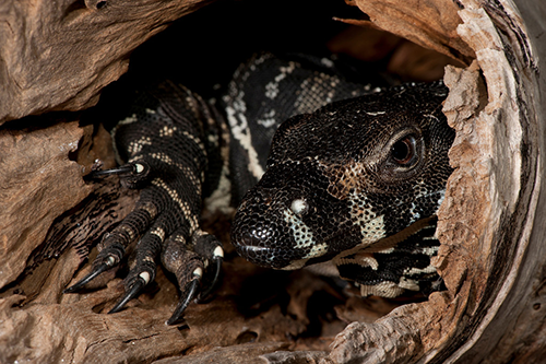 Lace Monitor