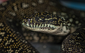 Diamond Python by Nick Edards