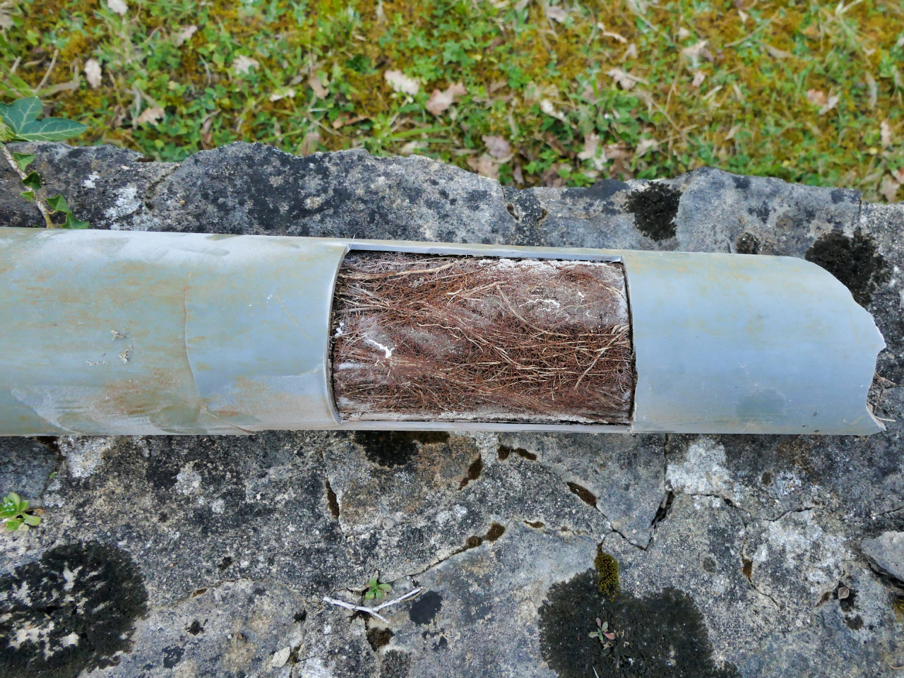 Blocked drain due to tree root intrusion