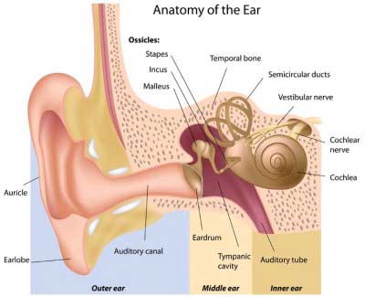 Tinnitus cures