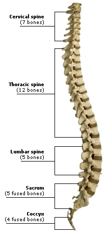 Spine diagram