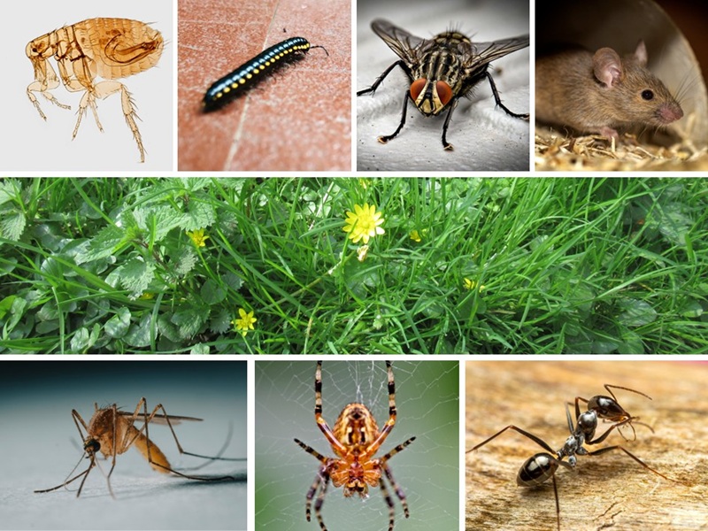 Pest and weed service with established clientele