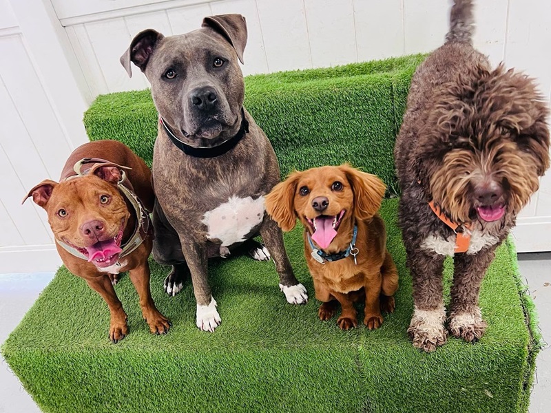 Dogwise Daycare