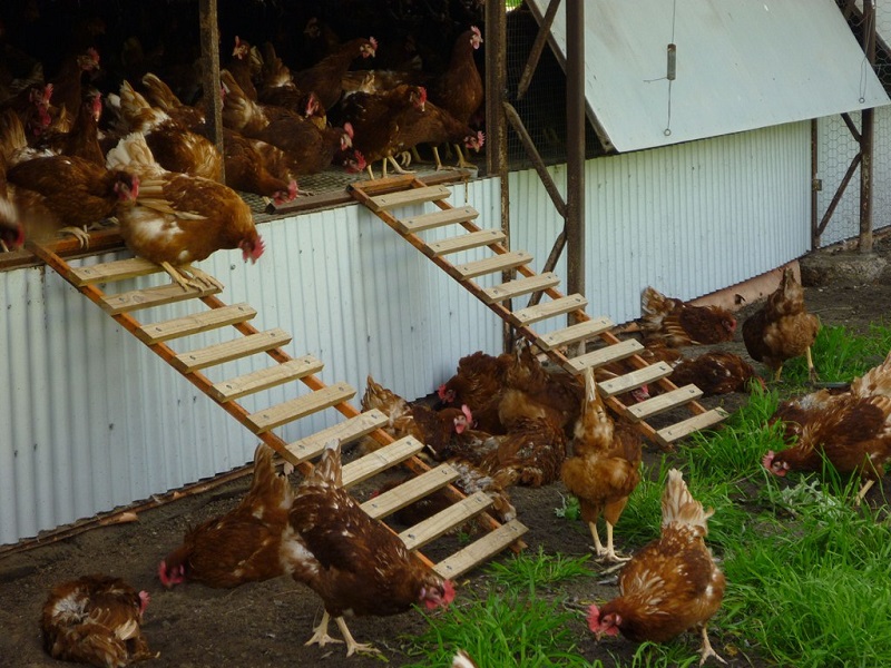 Free range egg farm