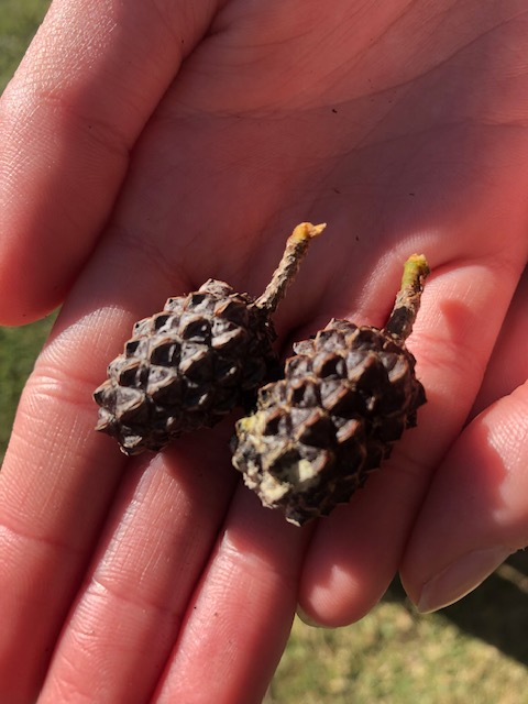Seeds of Change