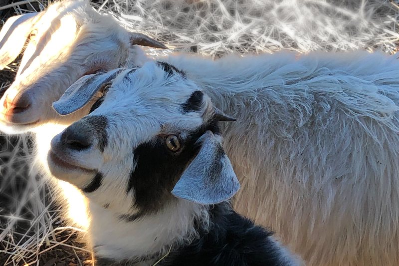 Name our Goats!