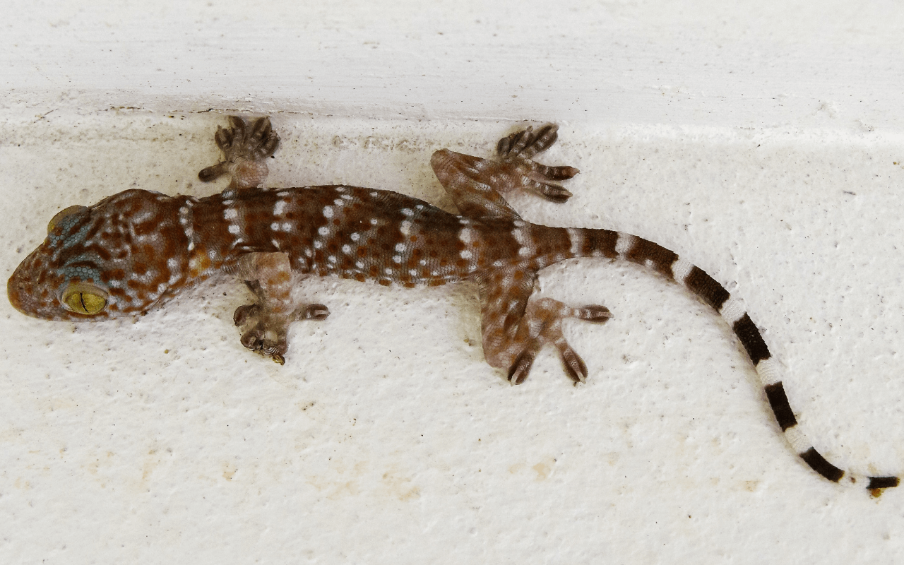 Gecko Treatment for Air Conditioners