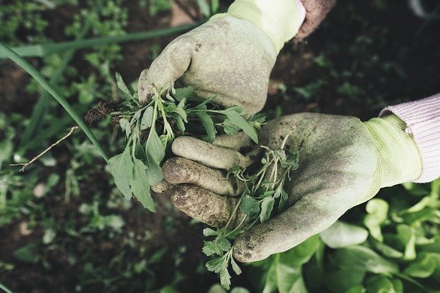 dead plants caused by septic system problems