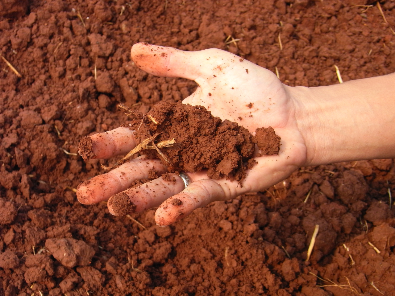 Clay soil in Brisbane absorbs water slower than normal dirt