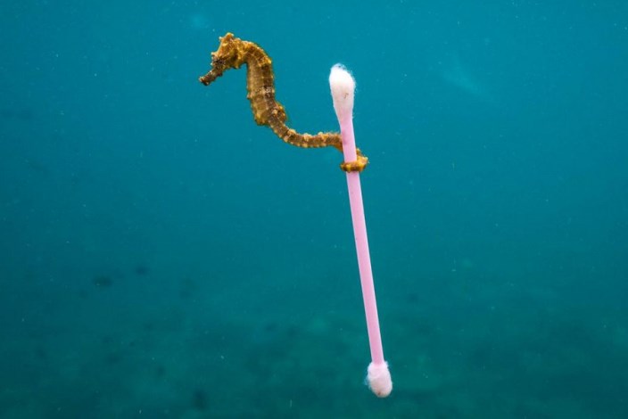 Seahorse with Plastic Cotton Bud
