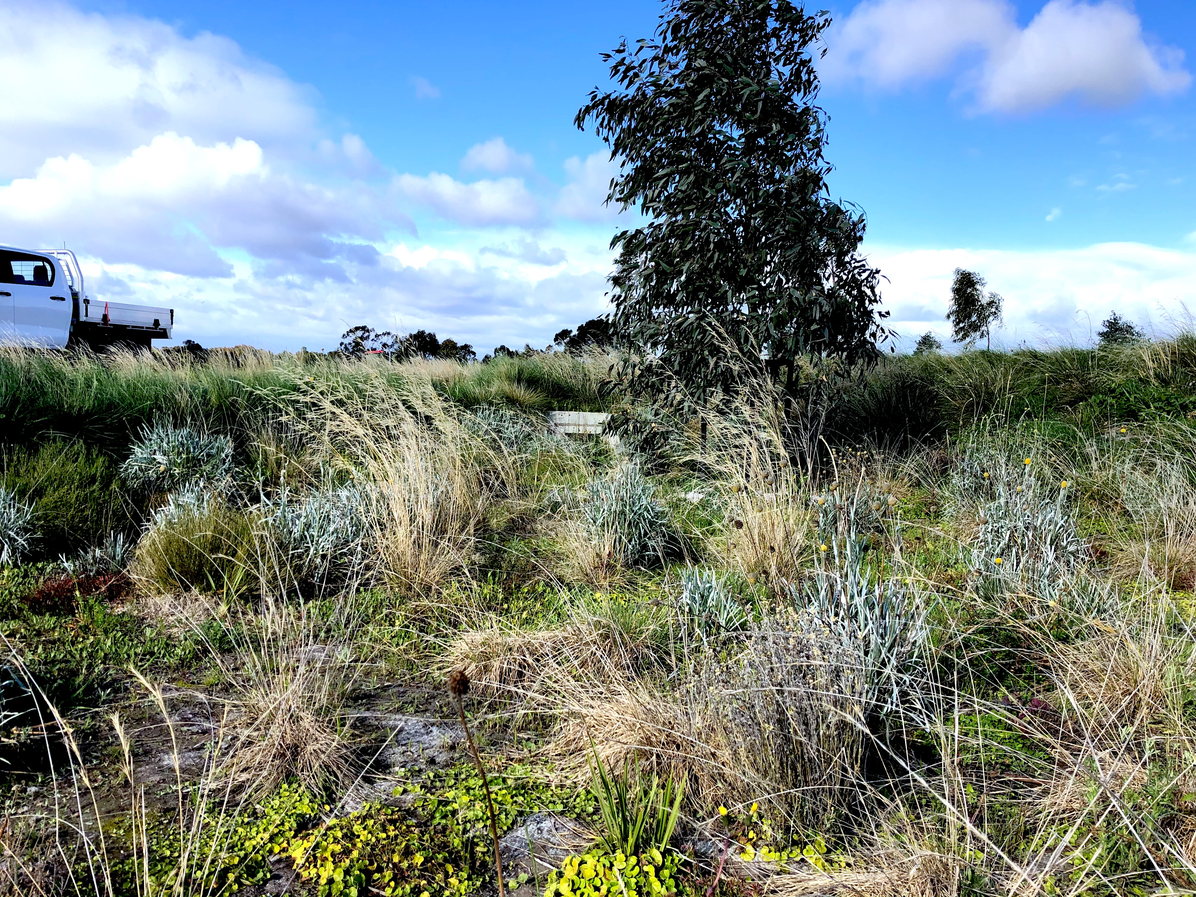 Greater Metropolitan Cemeteries Trust: River Red Gum Parkland