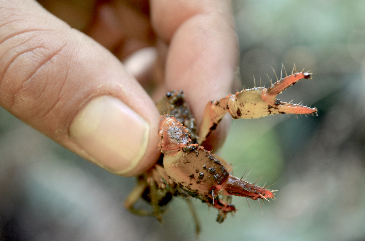 Dandenong Burrowing Crayfish Endangered Species Management Plan