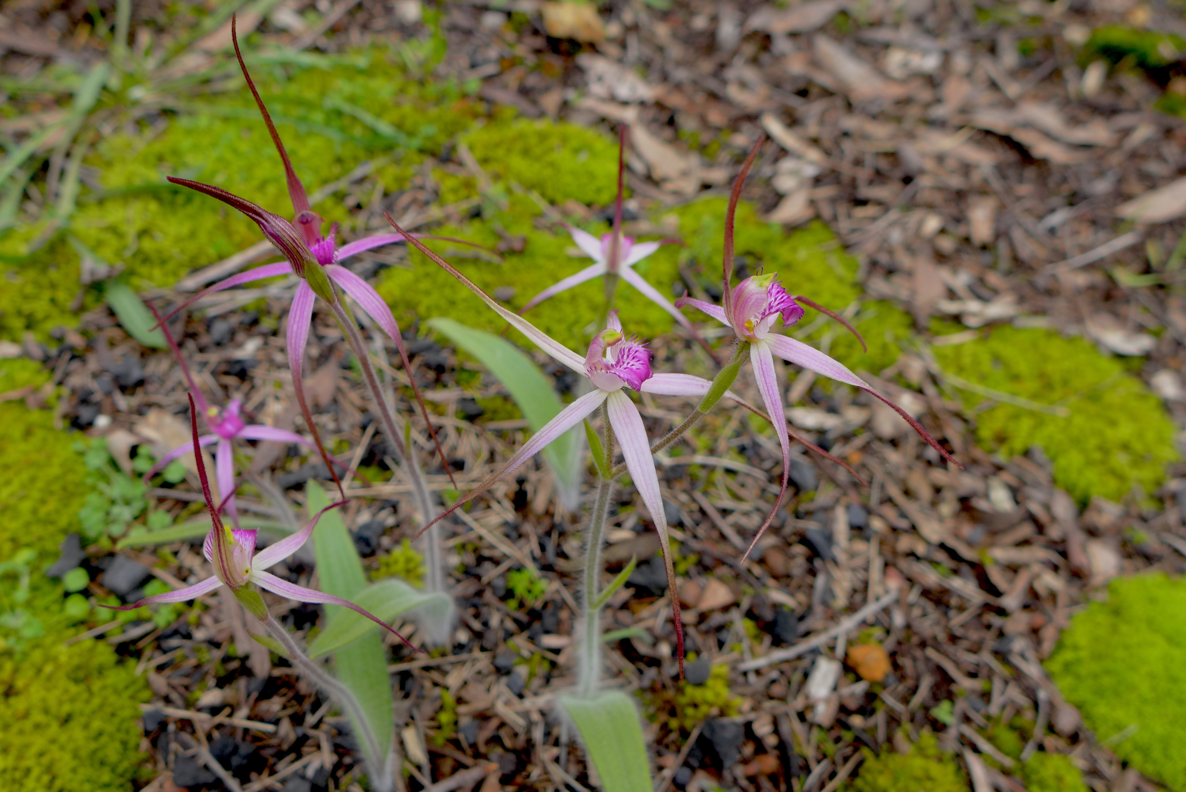 The Threatened Rosella Spider Orchid 