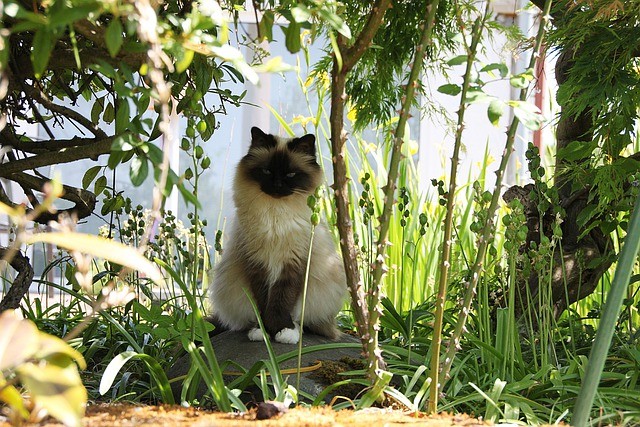 Cat sitting in the garden