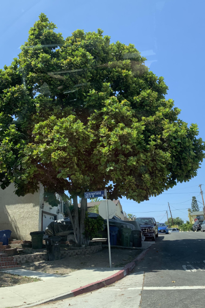 Fiddle-leaf tree