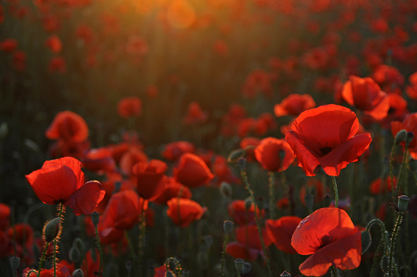 Brisbane ANZAC Ceremonies 2021