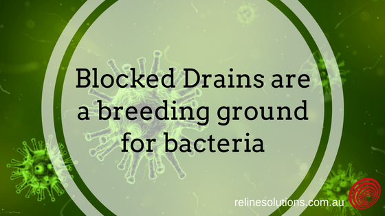 Blocked Drains are a breeding ground for bacteria