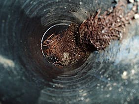 Tree roots in blocked drain