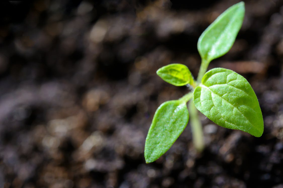 How to choose what soil is right for your garden