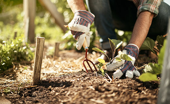 Ultimate Spring Garden Guide