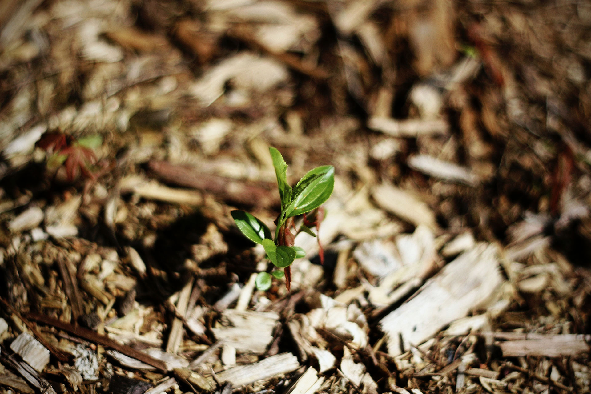 What Mulch is Right for My Garden?