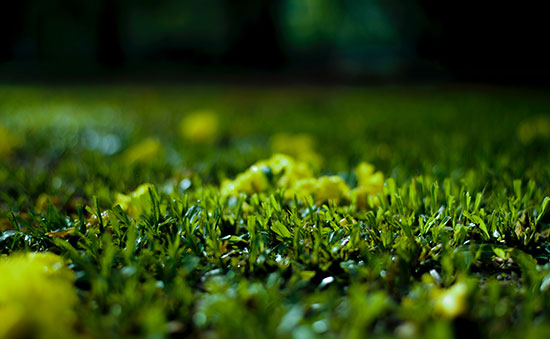 What turf is right for your garden?
